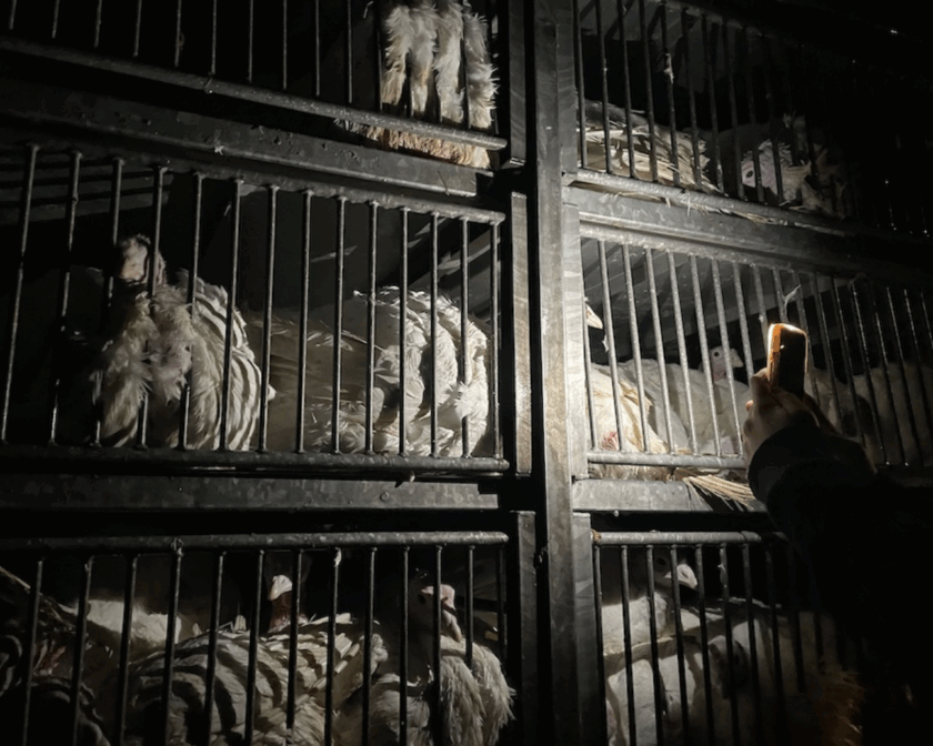 PANEL: Investigativní novinář/ky pro zvířata